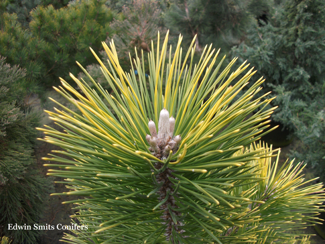 Pinus thunbergii 'Ogon'